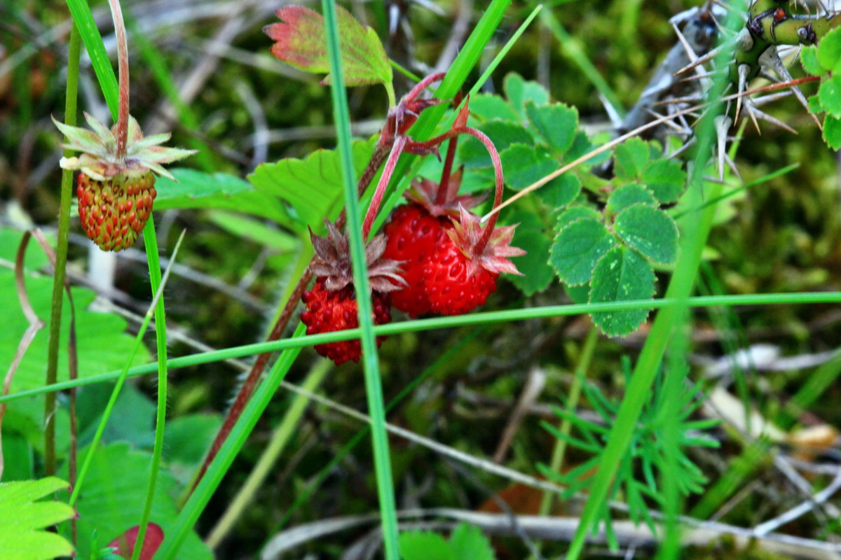 2013_07_03_00026334p_Bildgr��e �ndern