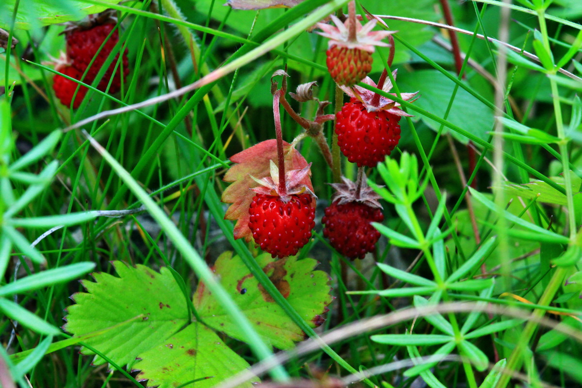 2013_07_03_00026339p_Bildgr��e �ndern