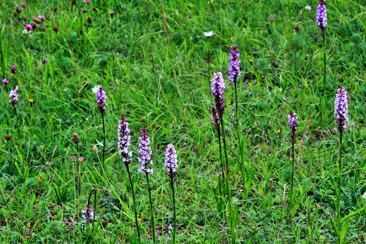 2013_07_03_00026378p_Bildgr��e �ndern