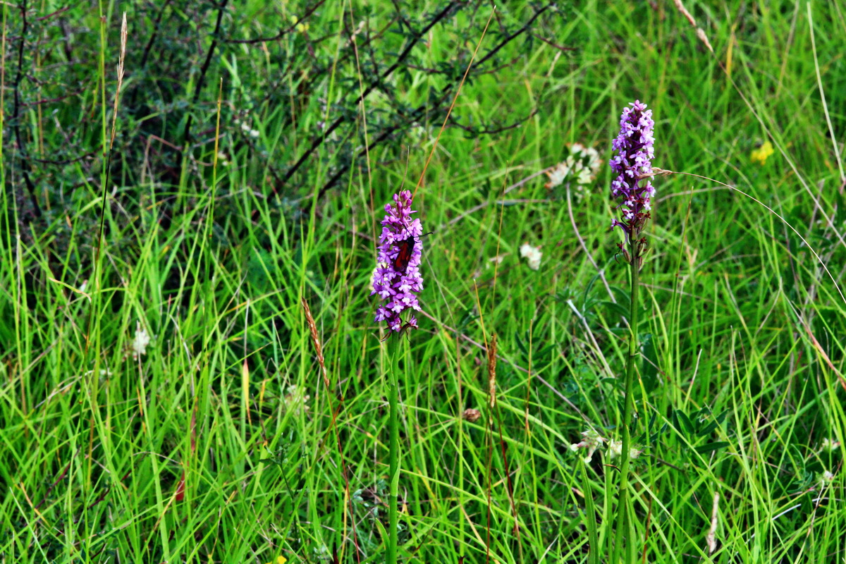 2013_07_03_00026405p_Bildgr��e �ndern