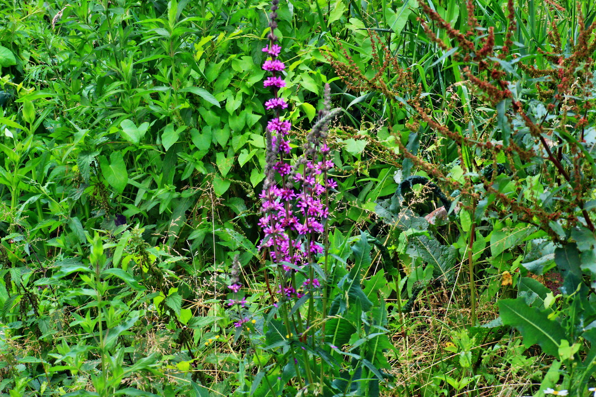 2013_07_03_00026464p_Bildgr��e �ndern