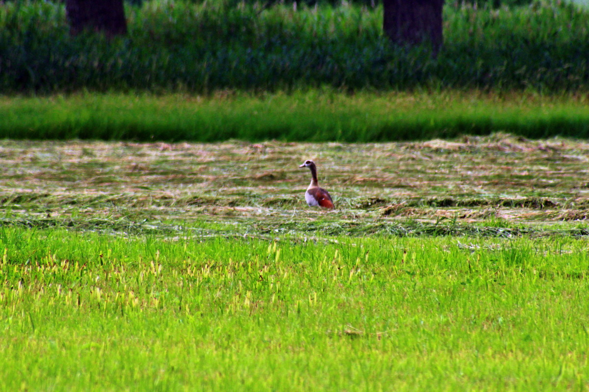 2013_07_03_00026472p_Bildgr��e �ndern