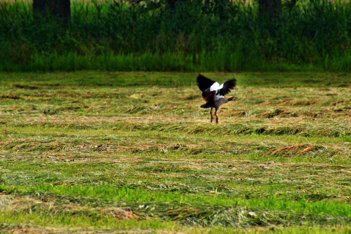 2013_07_03_00026476p_Bildgr��e �ndern