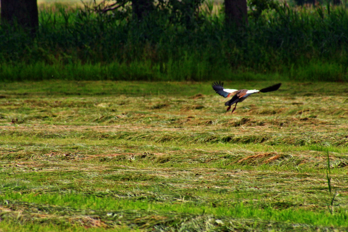 2013_07_03_00026477p_Bildgr��e �ndern