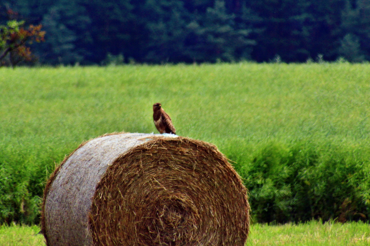 2013_07_03_00026526p_Bildgr��e �ndern