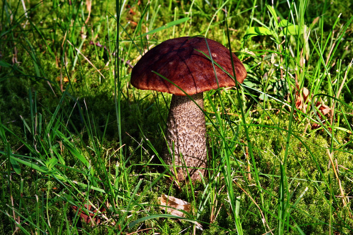 2013_07_09_00026528p_Bildgr��e �ndern