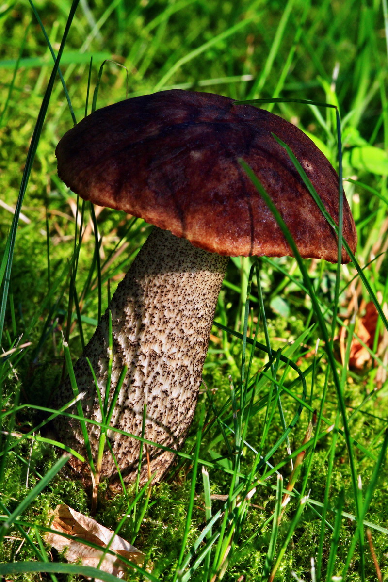 2013_07_09_00026534p_Bildgr��e �ndern