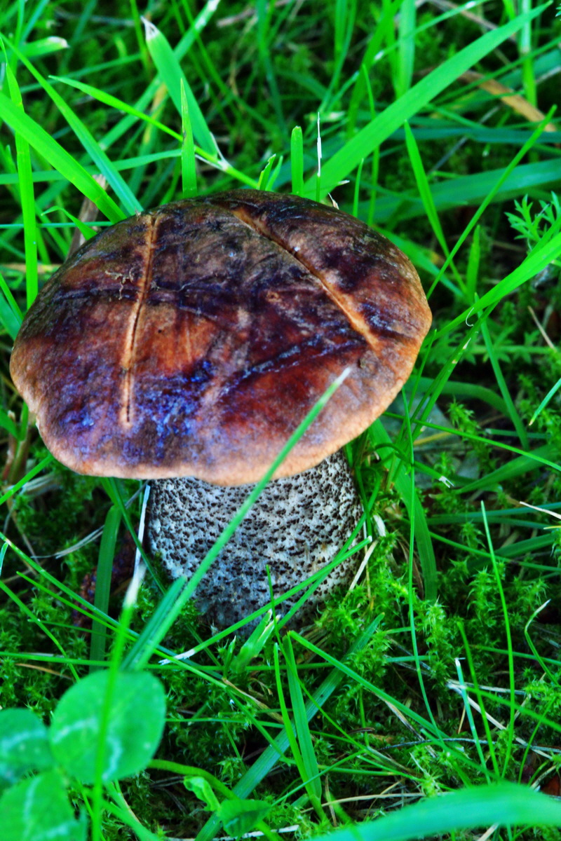 2013_07_09_00026545p_Bildgr��e �ndern