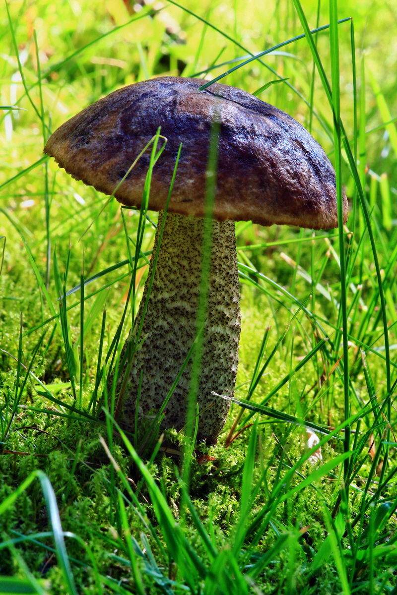 2013_07_09_00026547p_Bildgr��e �ndern