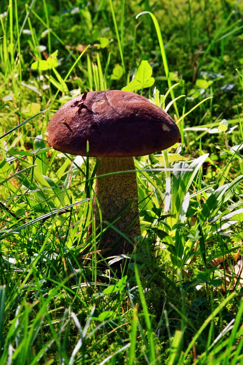 2013_07_09_00026558p_Bildgr��e �ndern