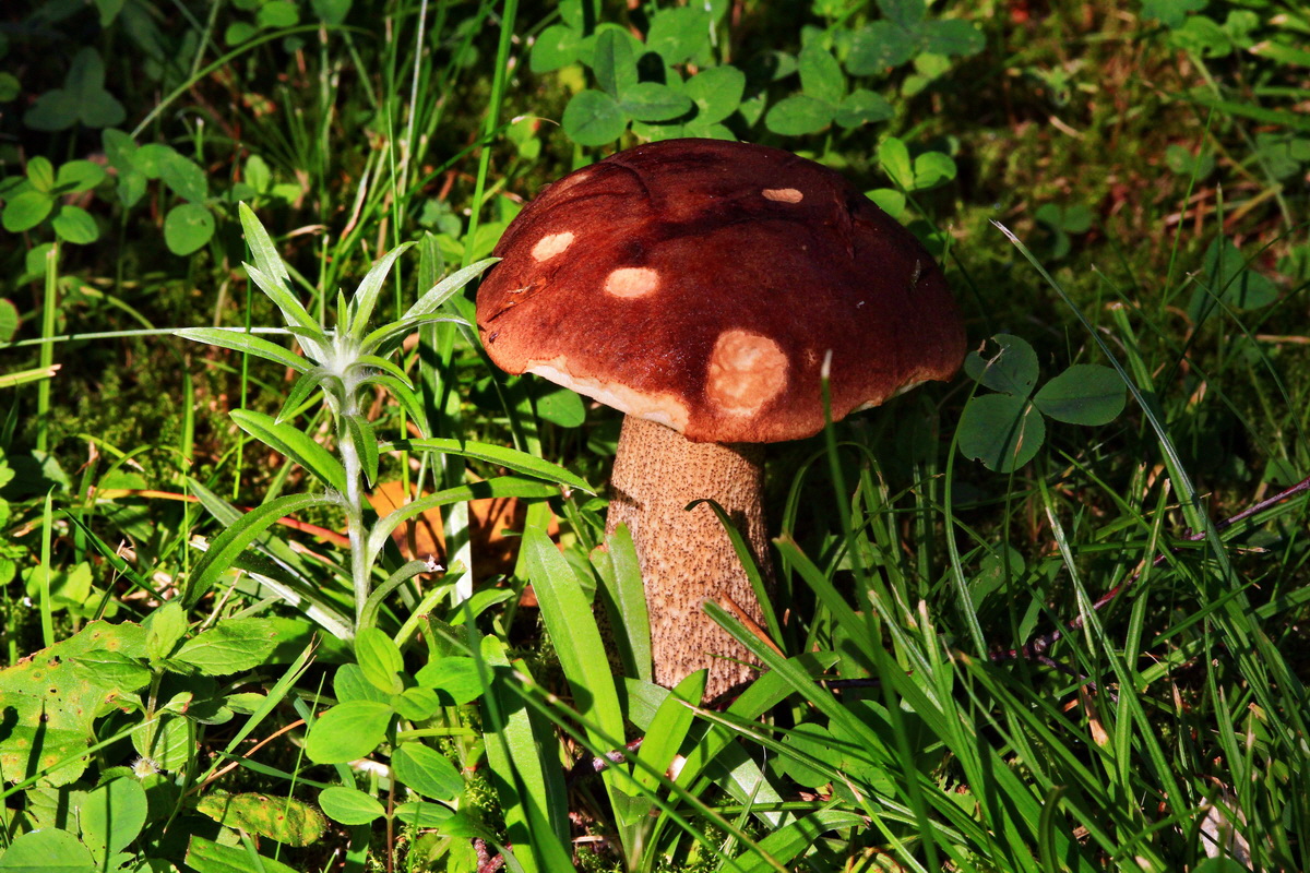 2013_07_09_00026574p_Bildgr��e �ndern