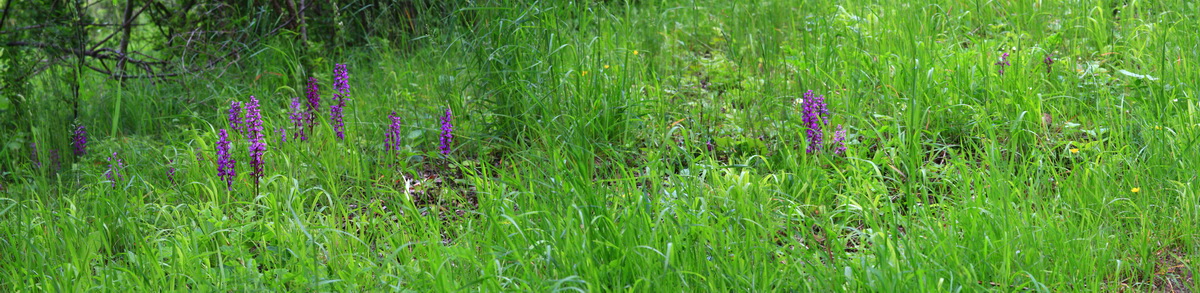 [Group 10]-2013_06_03_00018078_2013_06_03_00018088-3 images_Bildgr��e �ndern