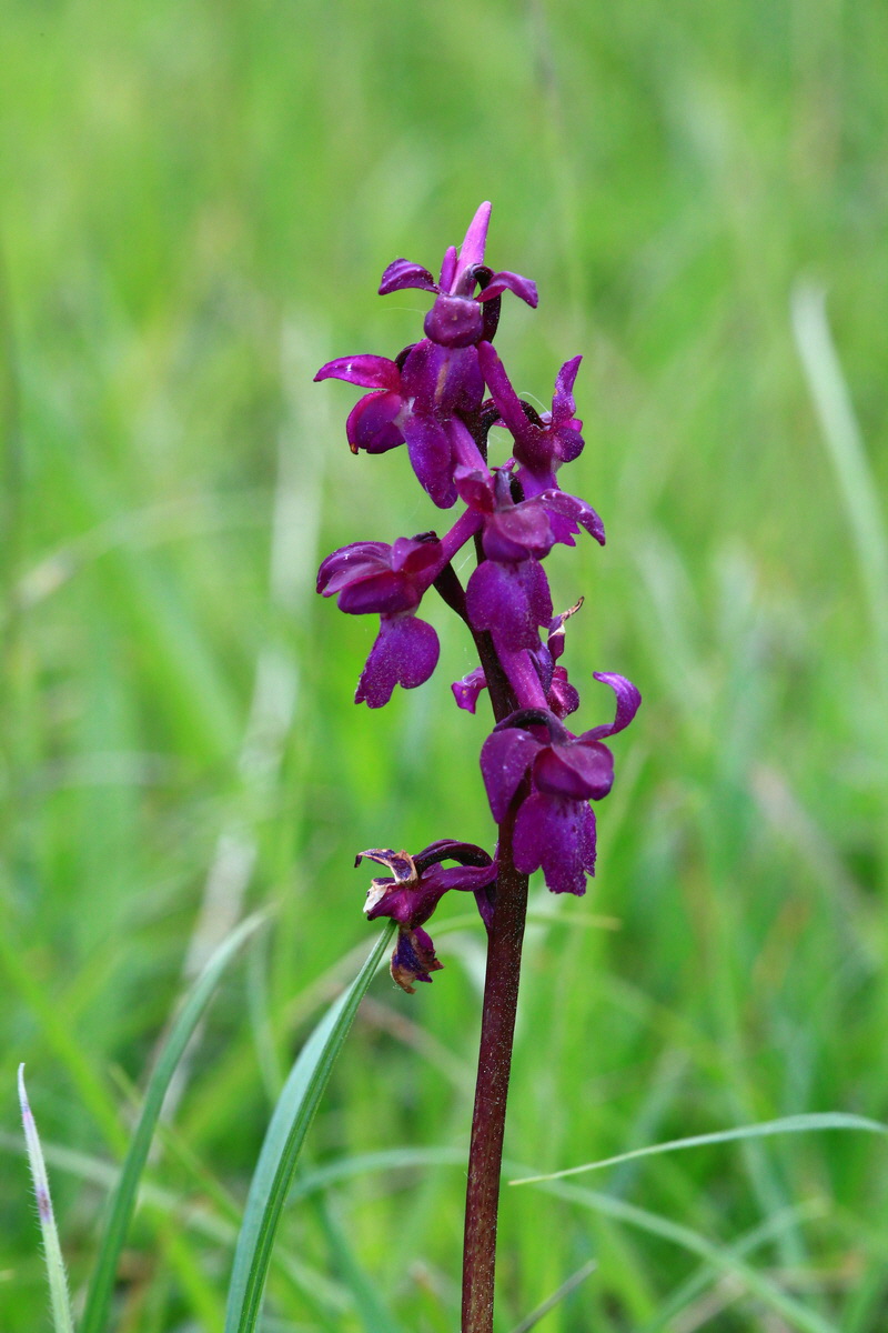 2013_06_03_00017967_Bildgr��e �ndern