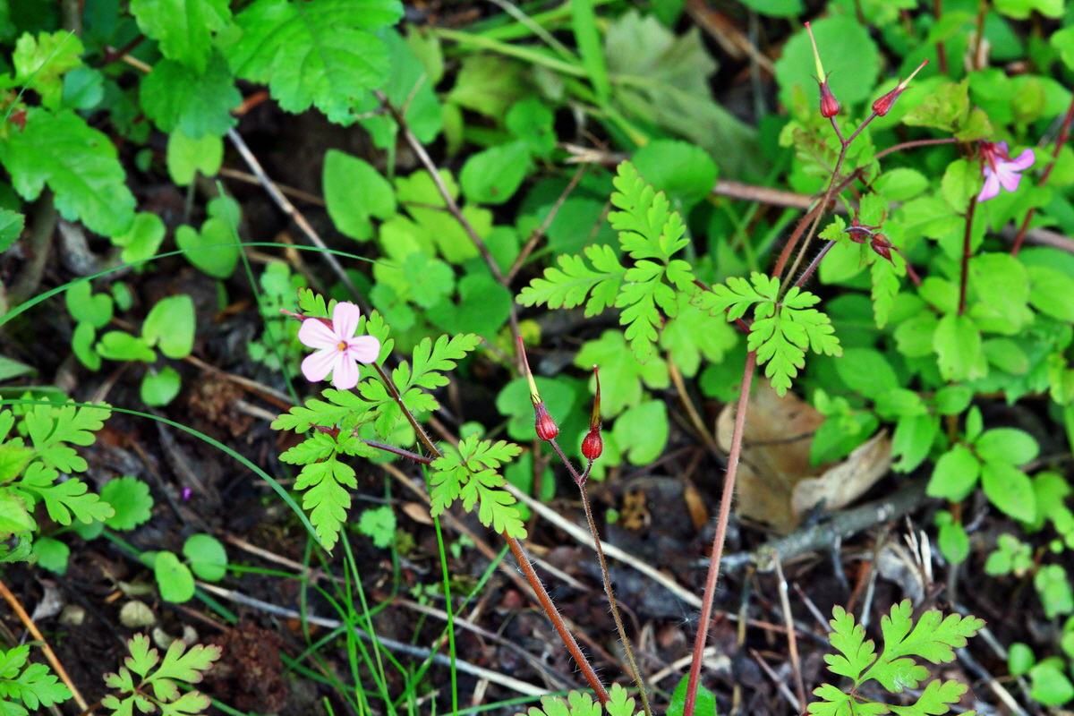 2013_06_03_00018026_Bildgr��e �ndern