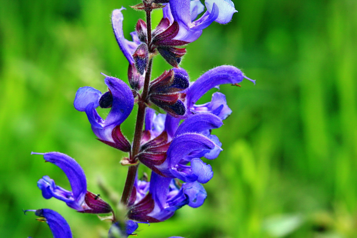 2013_06_03_00018136_Bildgr��e �ndern