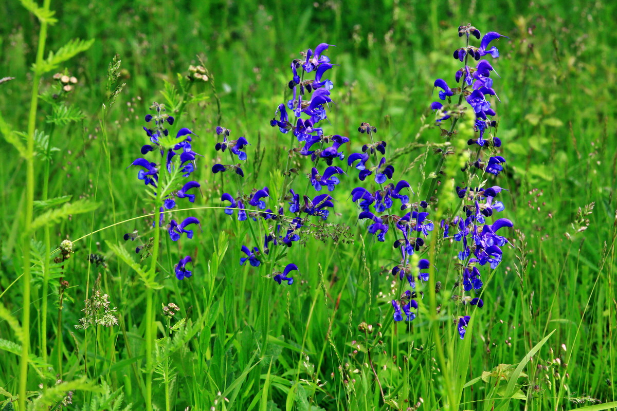 2013_06_03_00018142_Bildgr��e �ndern