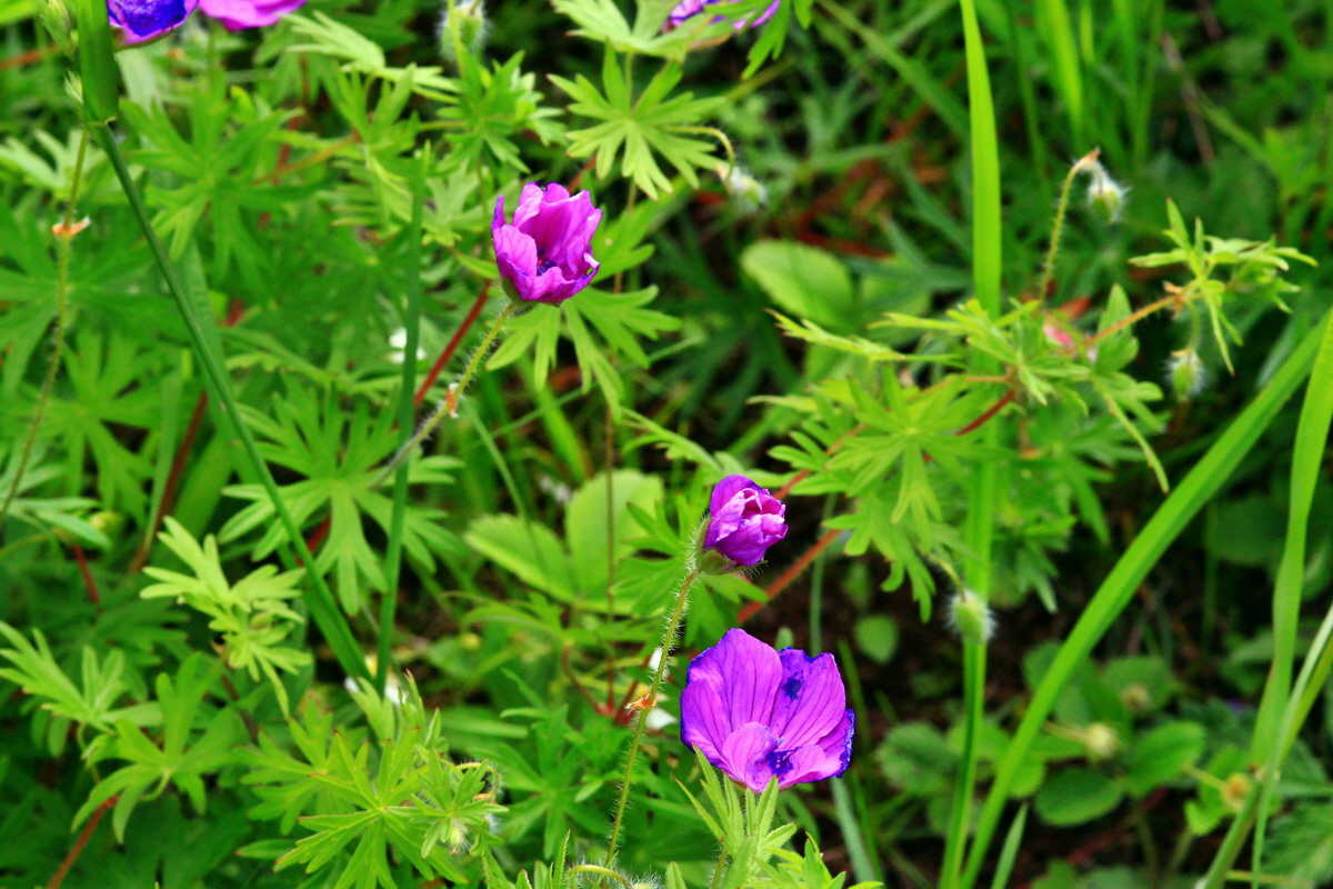 2013_06_03_00018155_Bildgr��e �ndern