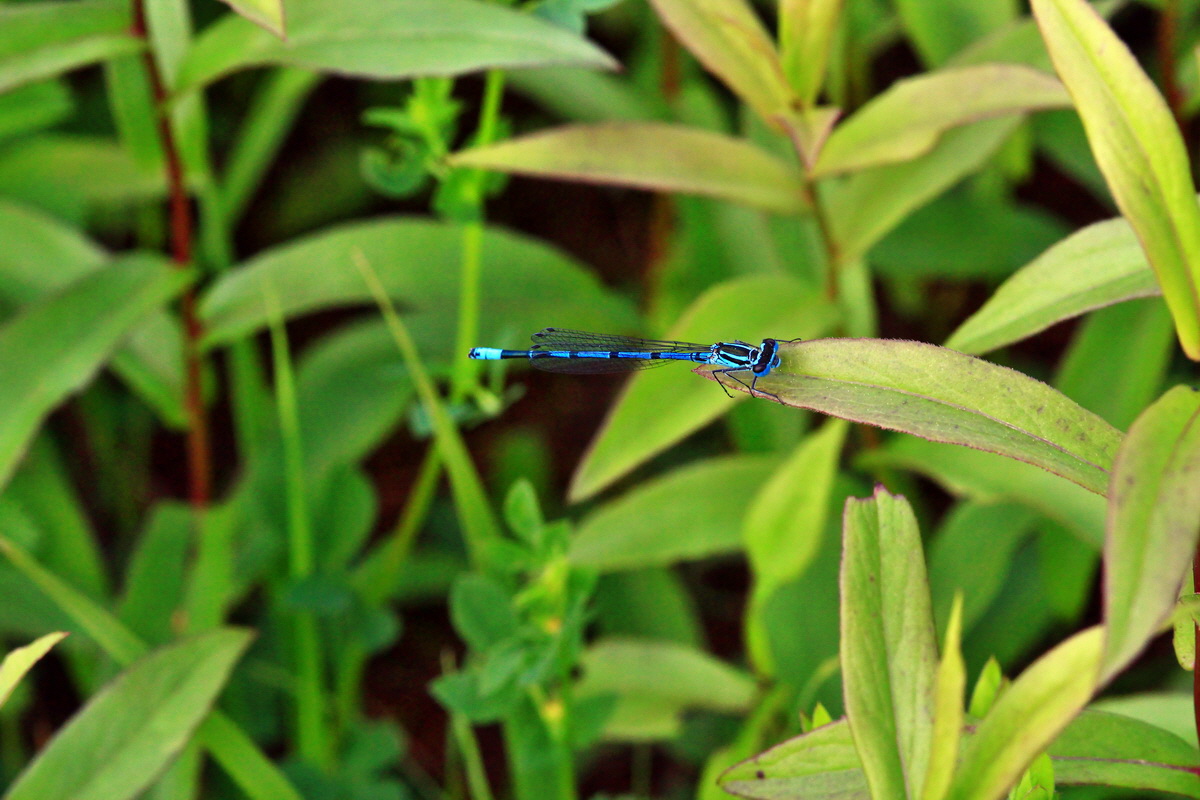 2013_06_03_00018162_Bildgr��e �ndern