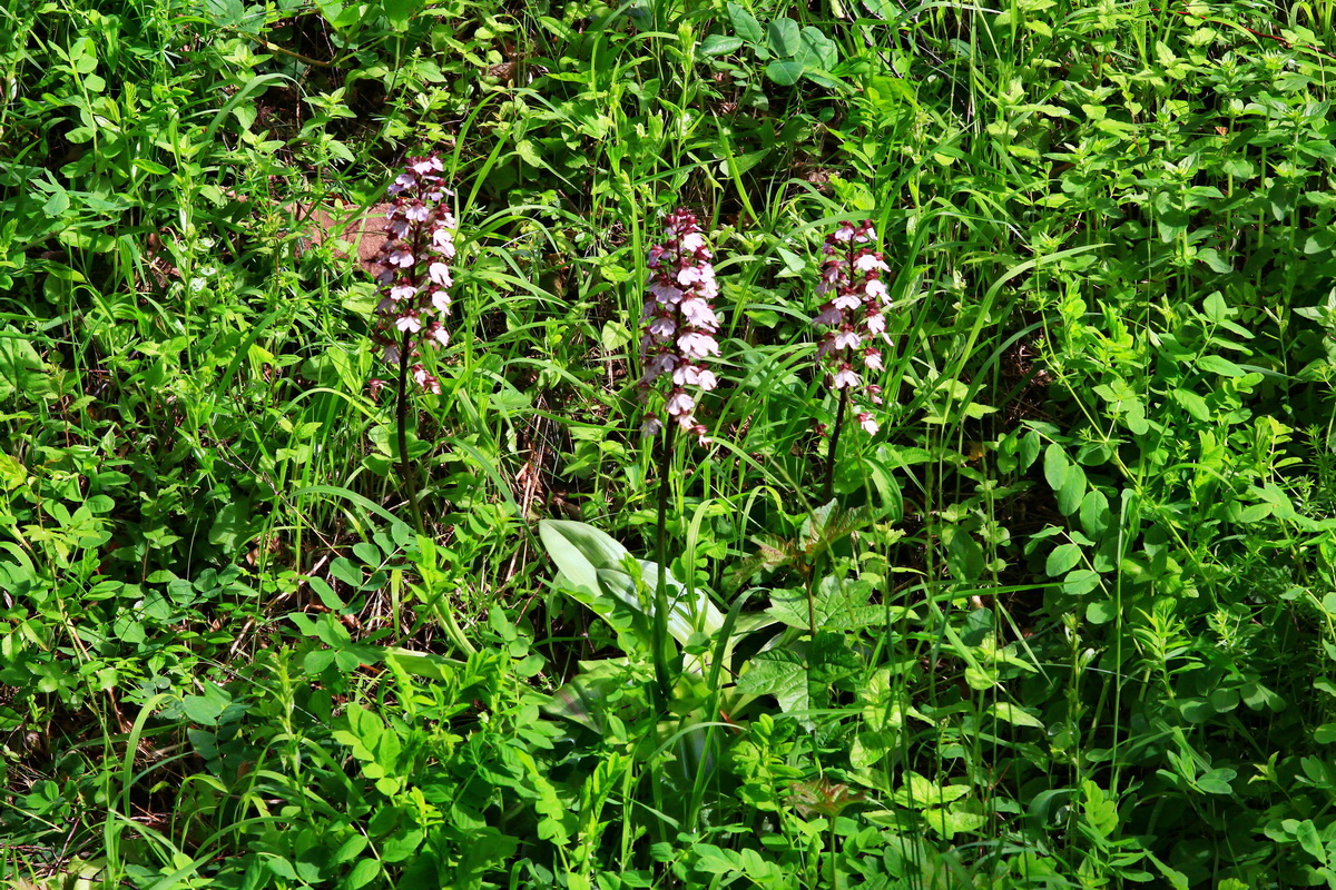 2013_06_03_00018196_Bildgr��e �ndern