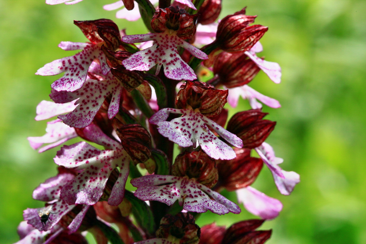 2013_06_03_00018234_Bildgr��e �ndern