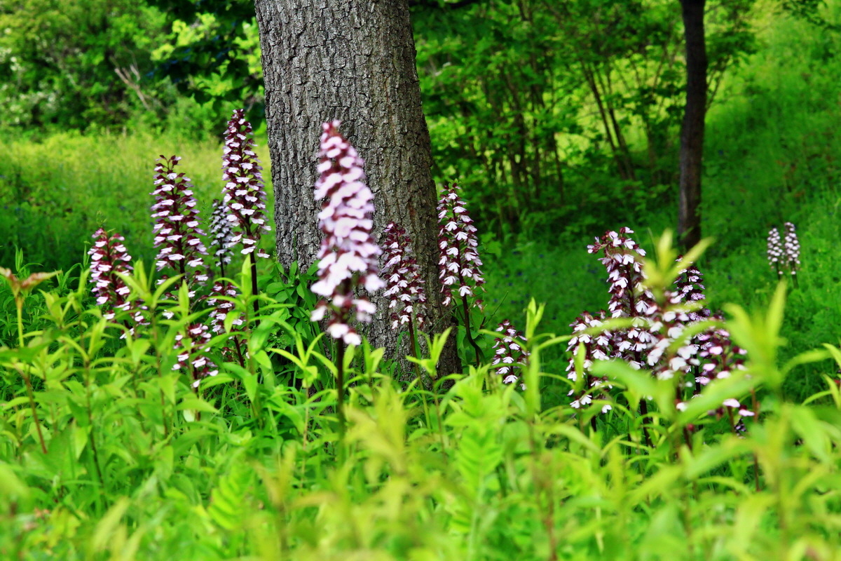 2013_06_03_00018257_Bildgr��e �ndern