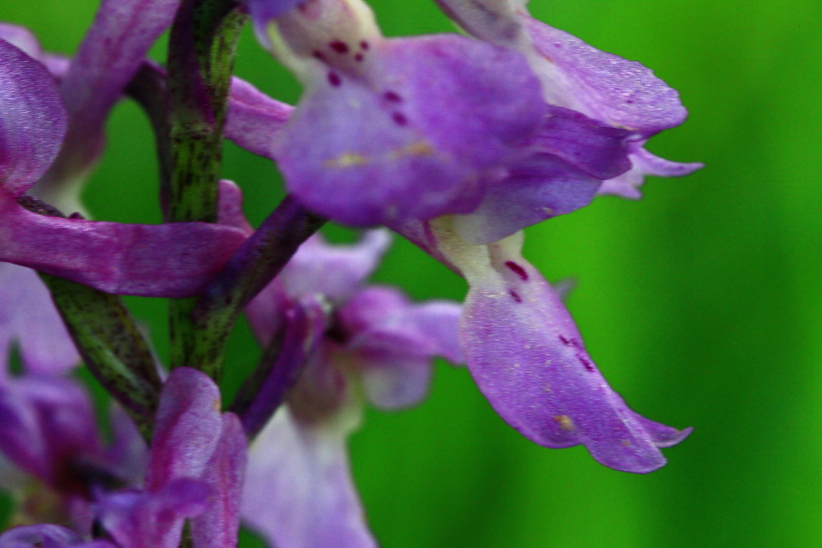 2013_06_03_00018353_Bildgr��e �ndern