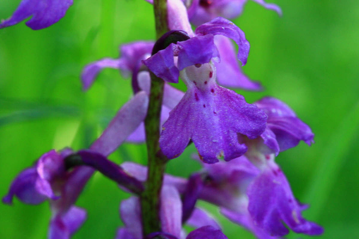 2013_06_03_00018357_Bildgr��e �ndern