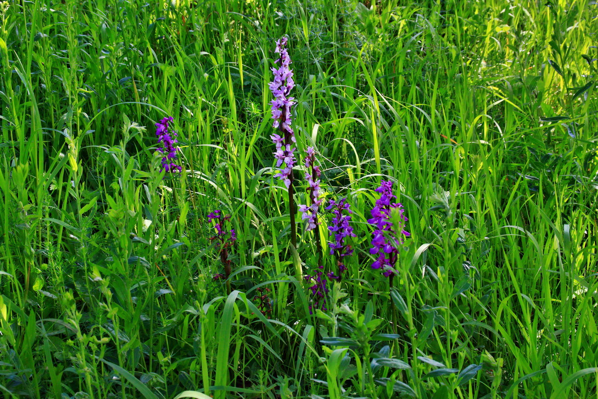 2013_06_03_00018423_Bildgr��e �ndern