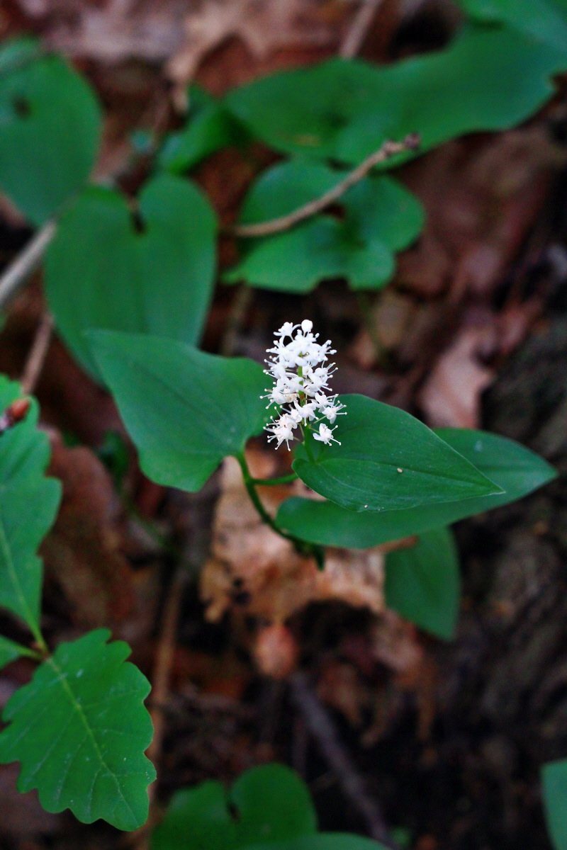 2013_06_04_00018665_Bildgr��e �ndern