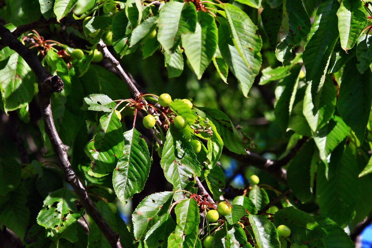 2013_06_05_00019014_Bildgr��e �ndern