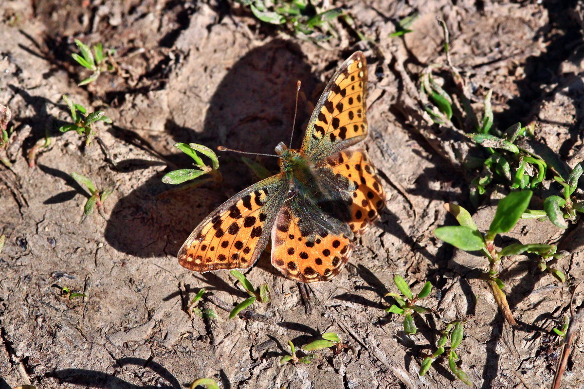 2013_06_05_00019019_Bildgr��e �ndern