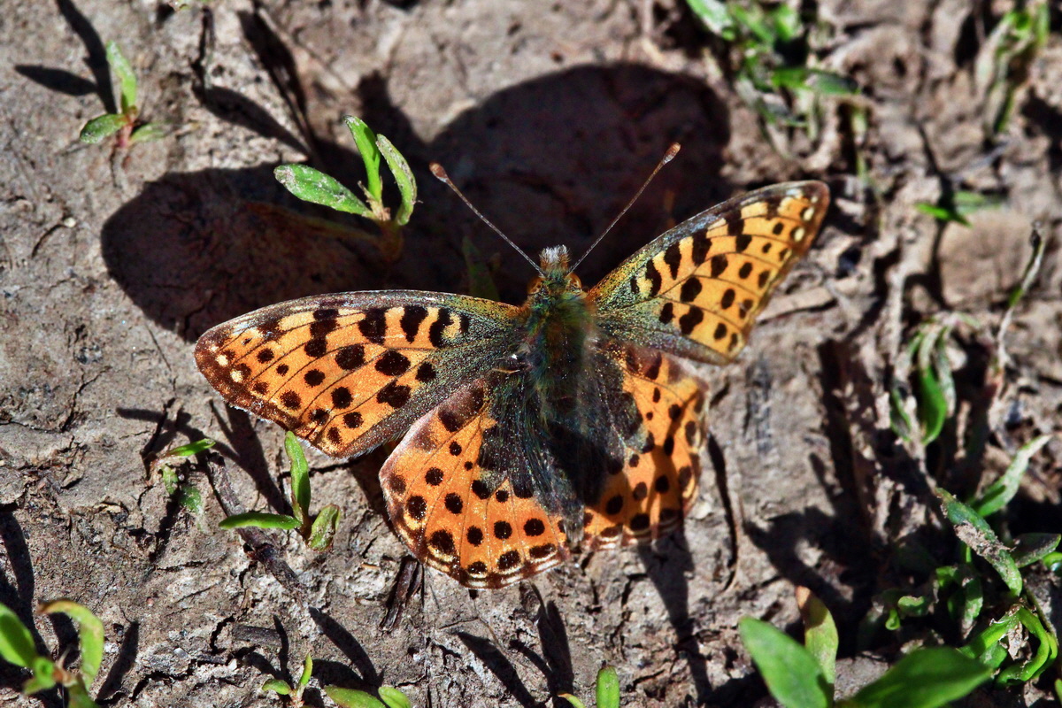 2013_06_05_00019030_Bildgr��e �ndern