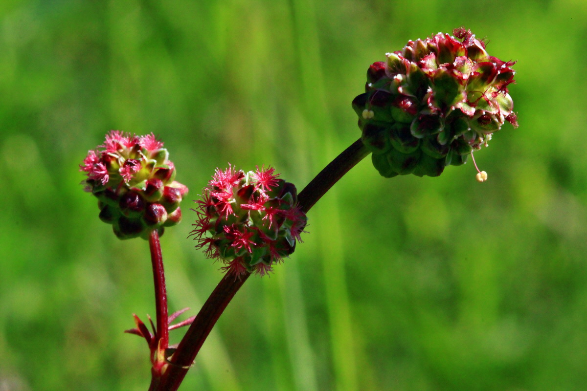 2013_06_05_00019097_Bildgr��e �ndern