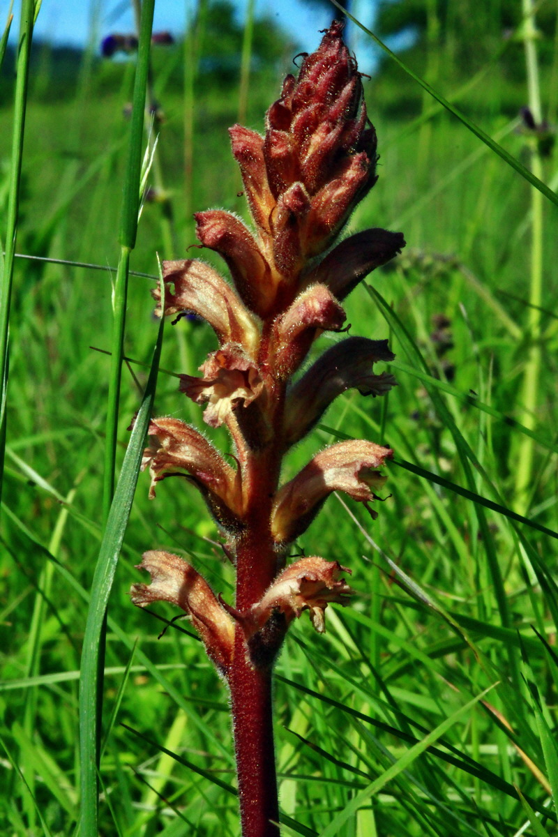 2013_06_05_00019099_Bildgr��e �ndern