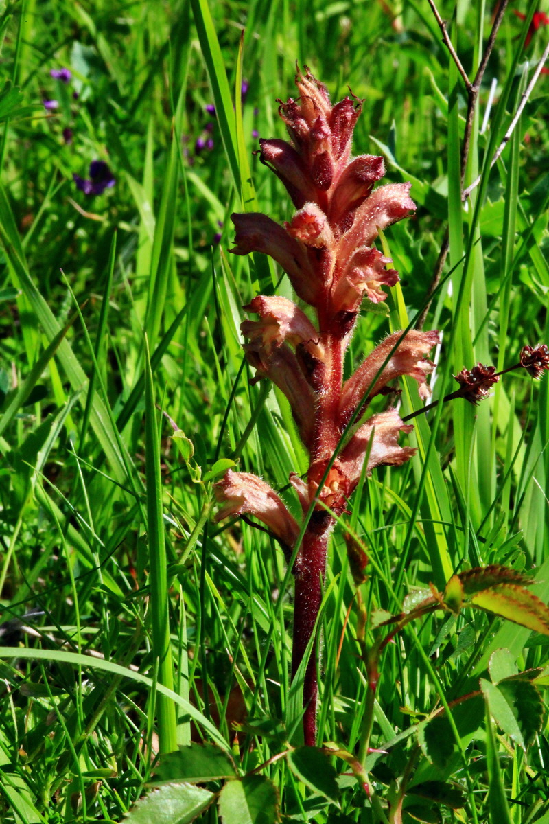 2013_06_05_00019109_Bildgr��e �ndern