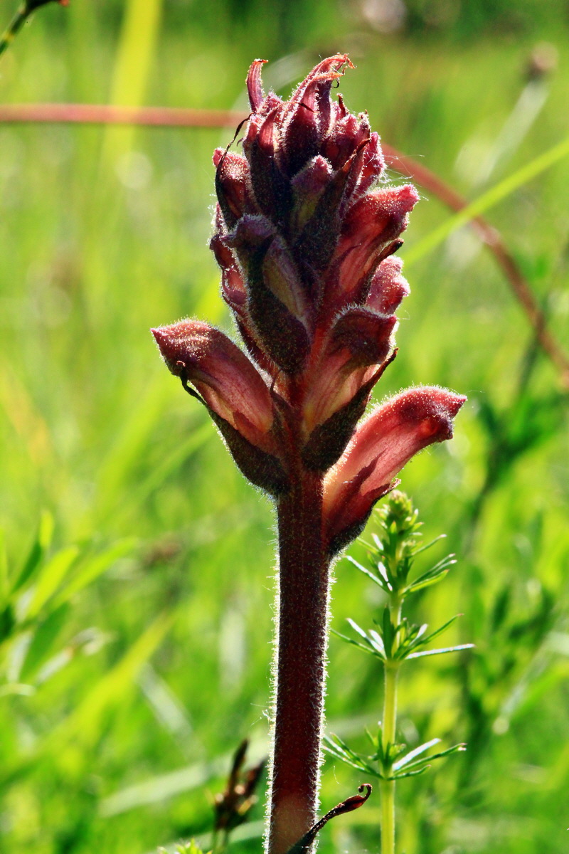 2013_06_05_00019121_Bildgr��e �ndern