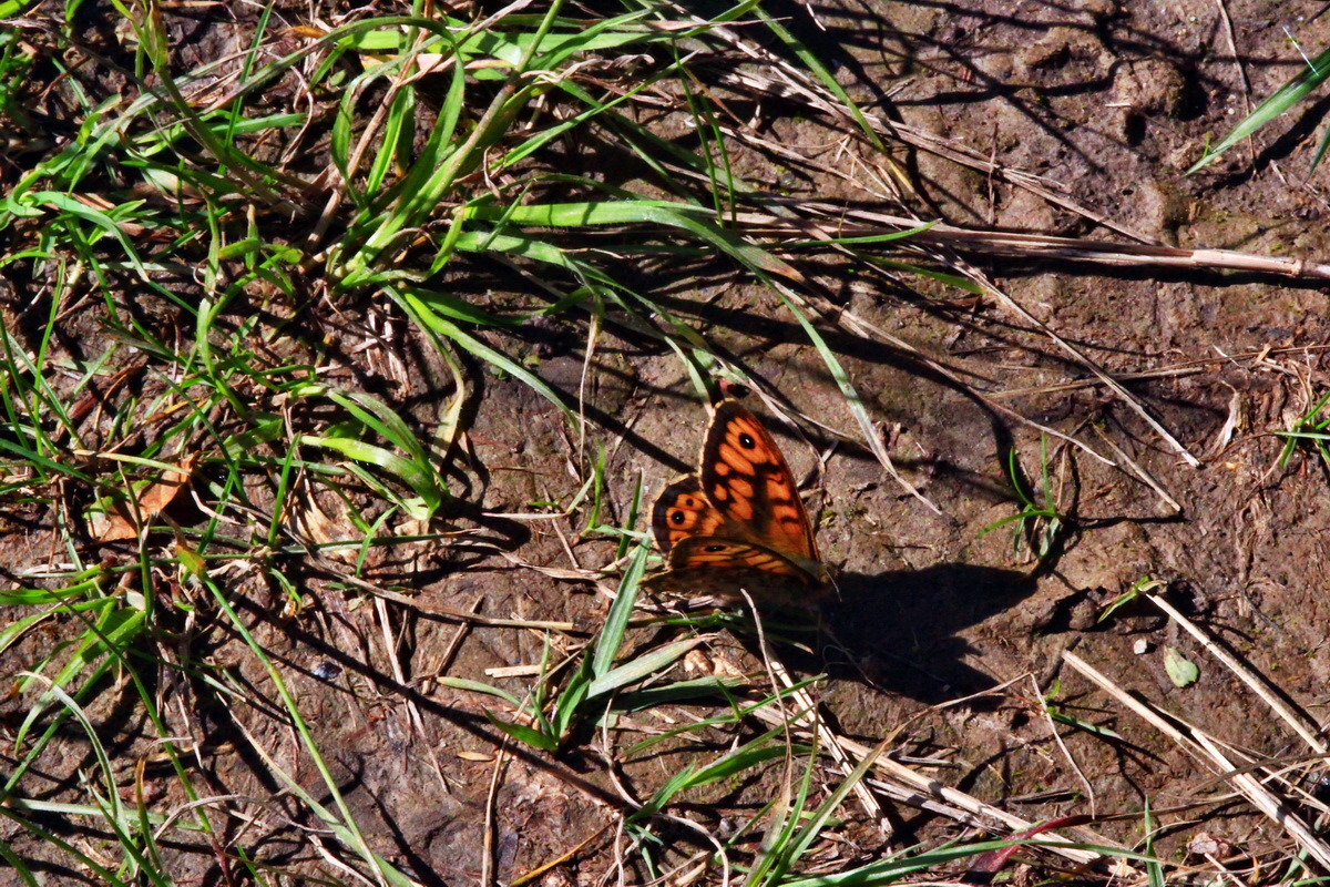 2013_06_05_00019132_Bildgr��e �ndern