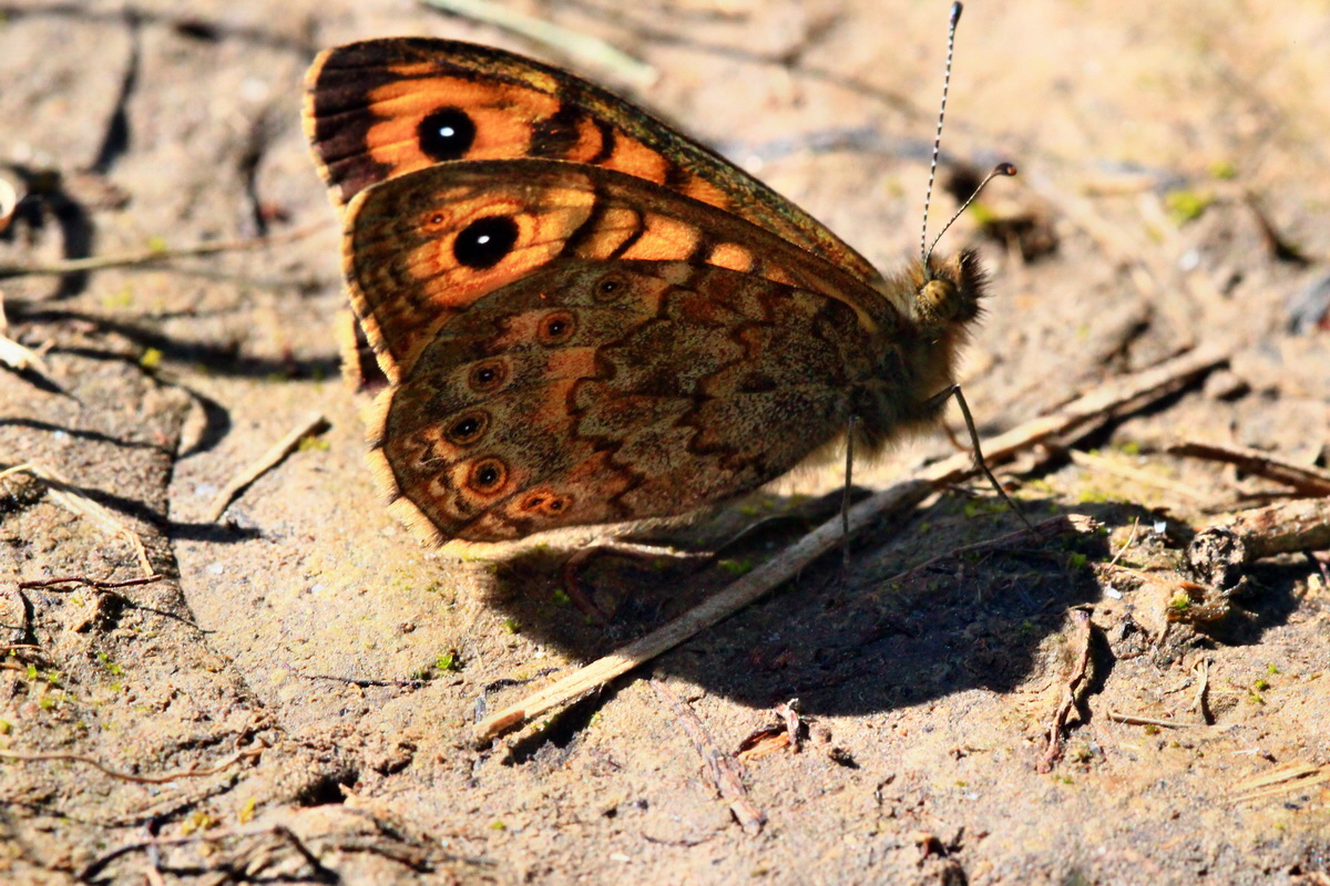 2013_06_05_00019139_Bildgr��e �ndern