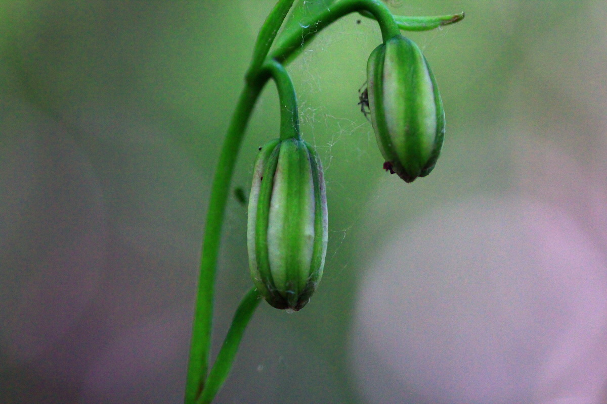 2013_06_05_00019152_Bildgr��e �ndern