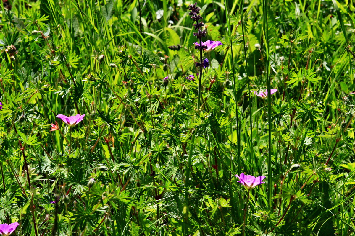 2013_06_05_00019202_Bildgr��e �ndern