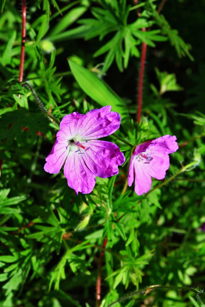 2013_06_05_00019205_Bildgr��e �ndern