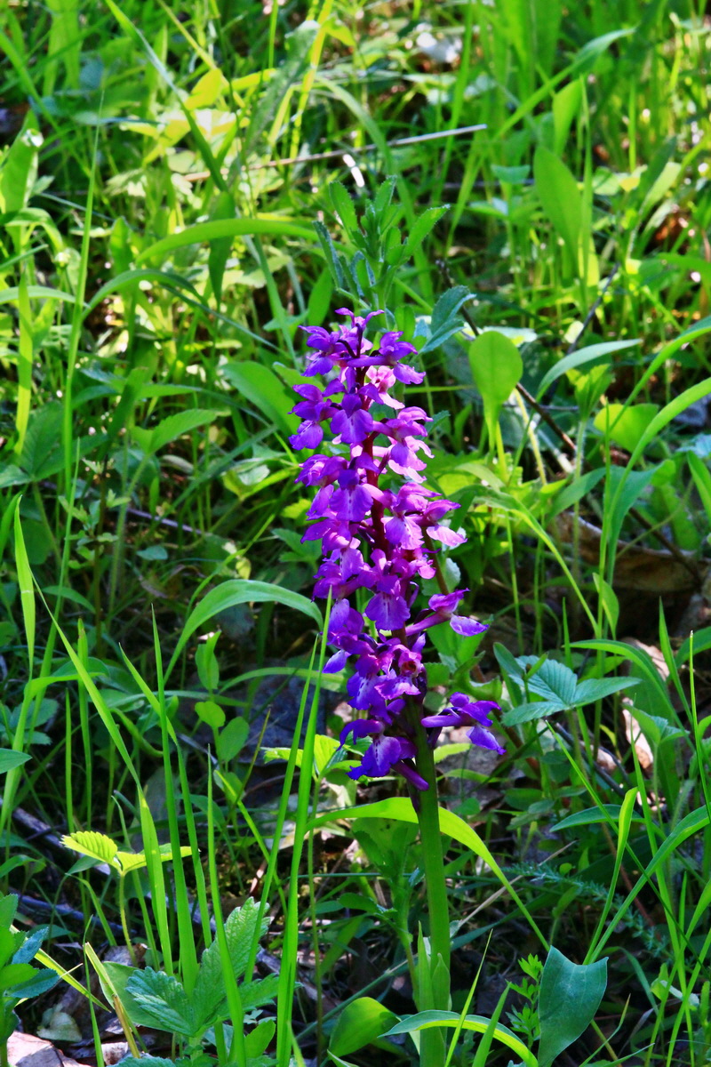 2013_06_05_00019264_Bildgr��e �ndern