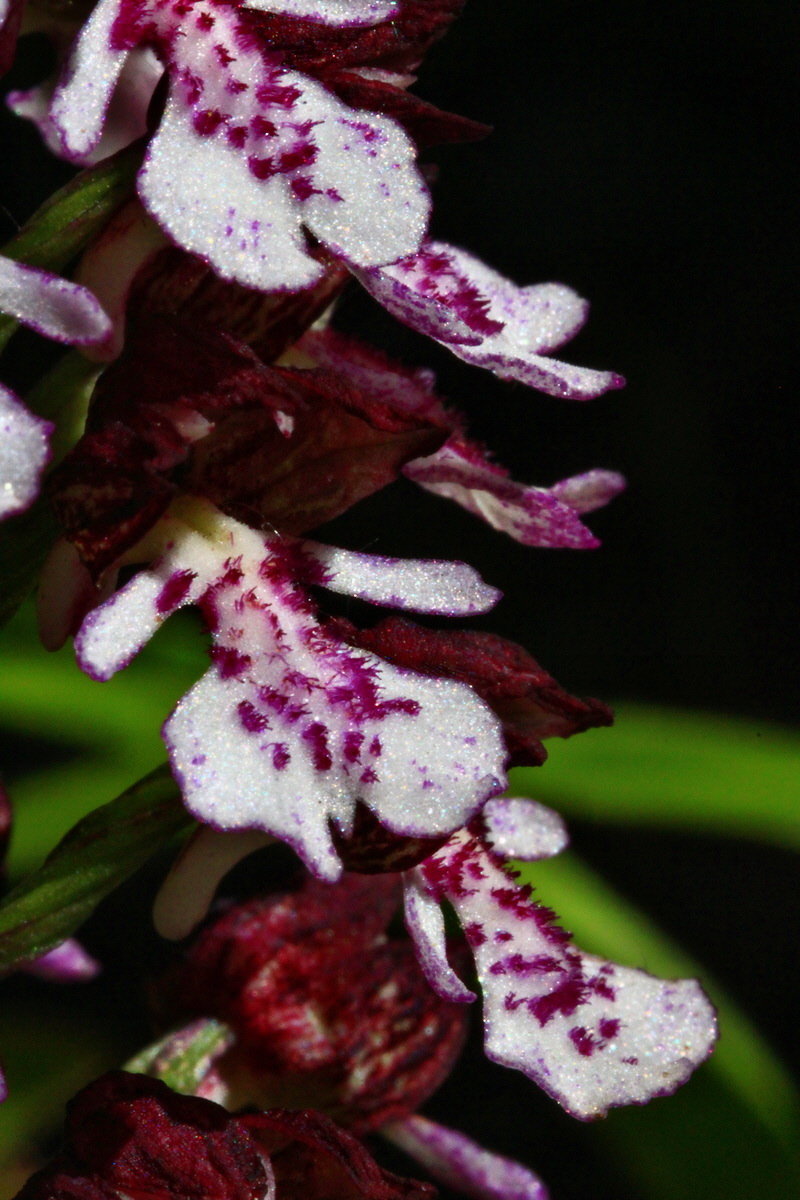 2013_06_05_00019270_Bildgr��e �ndern