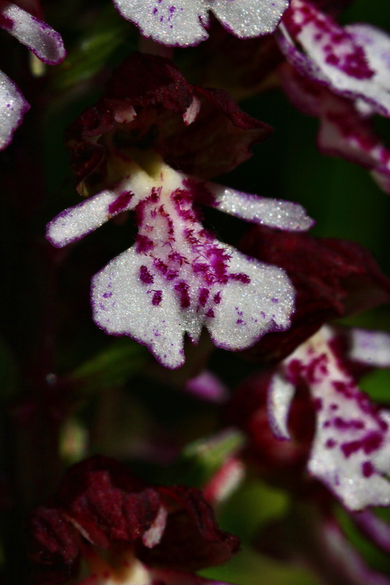 2013_06_05_00019278_Bildgr��e �ndern