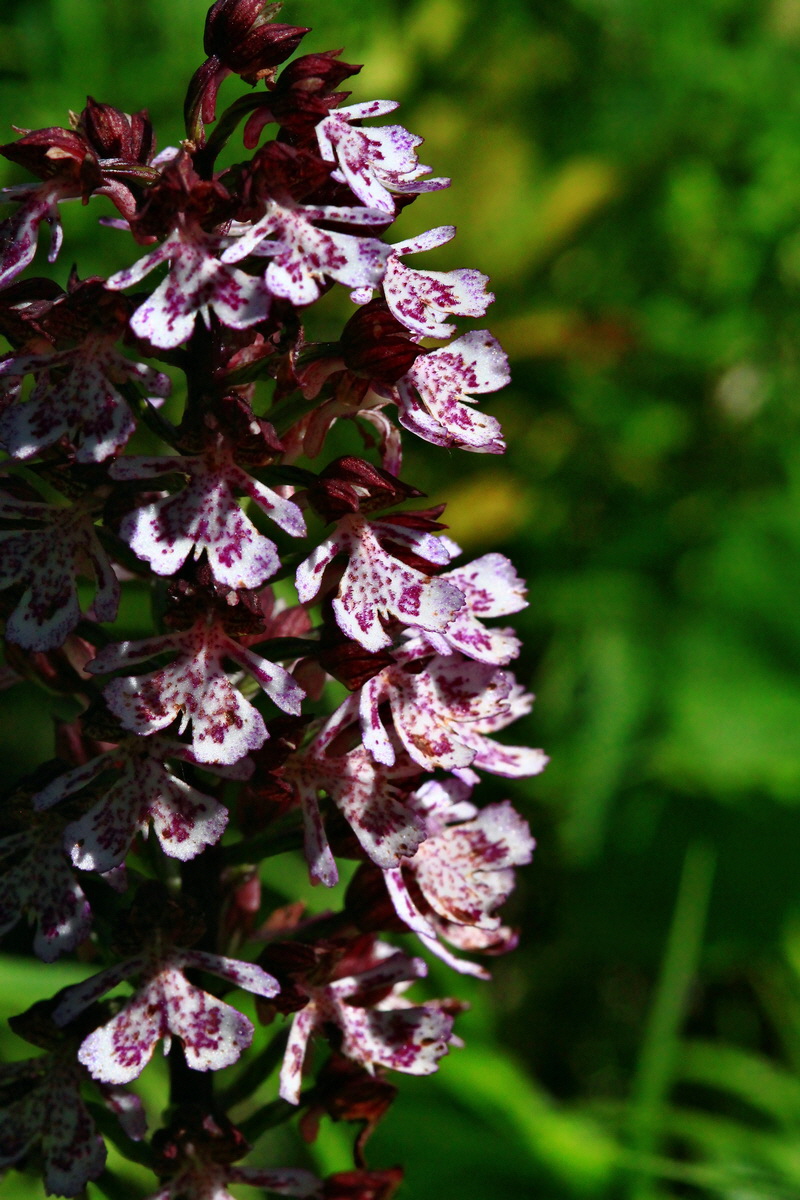 2013_06_05_00019349_Bildgr��e �ndern