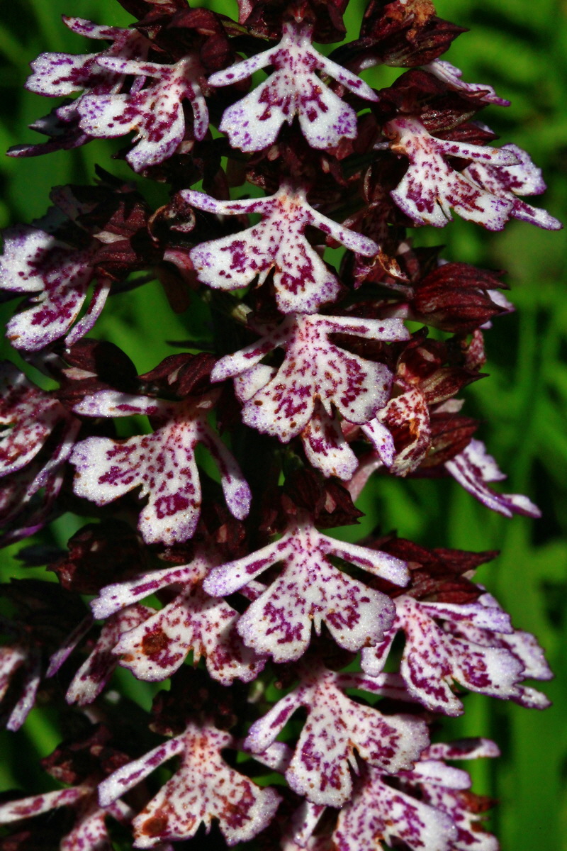 2013_06_05_00019360_Bildgr��e �ndern