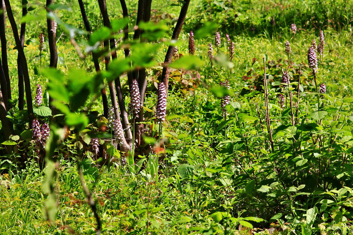 2013_06_05_00019371_Bildgr��e �ndern