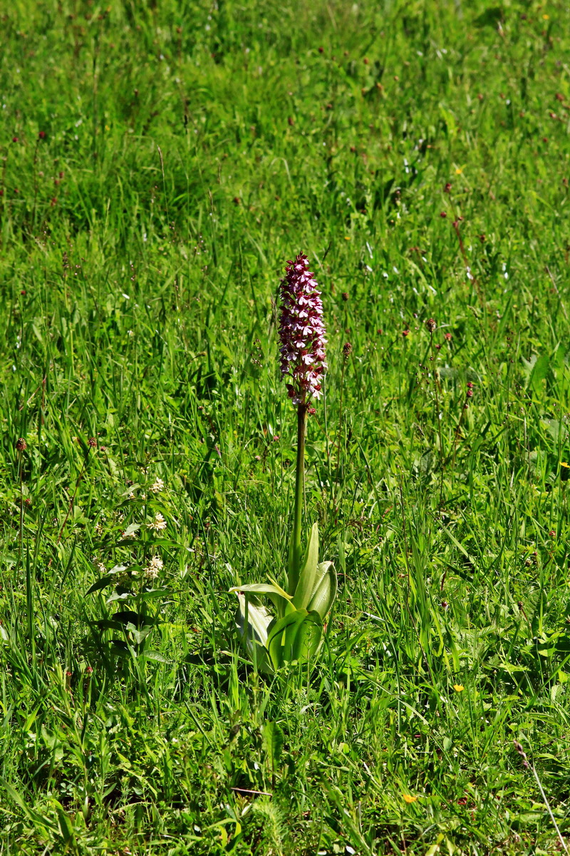 2013_06_05_00019416_Bildgr��e �ndern