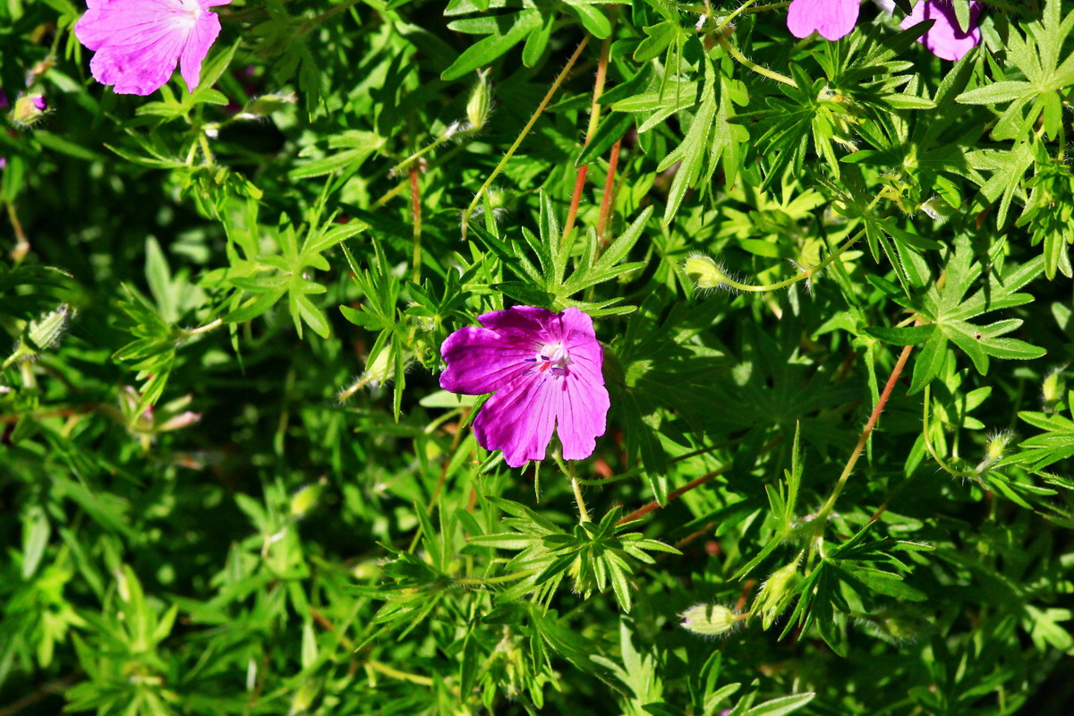 2013_06_05_00019419_Bildgr��e �ndern