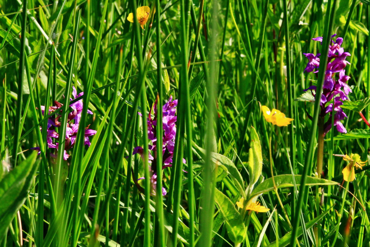 2013_06_07_00019501_Bildgr��e �ndern